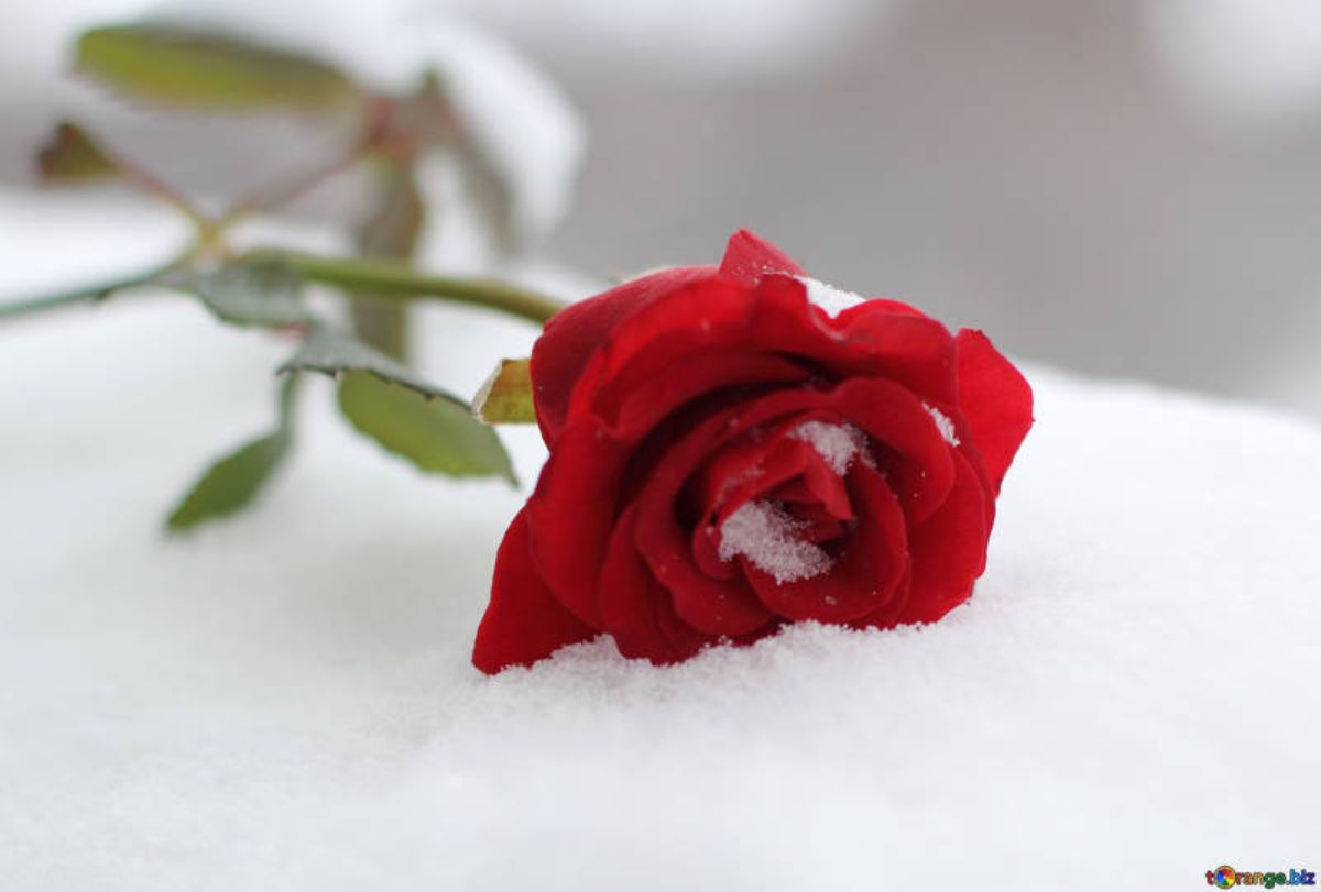 SnowDark