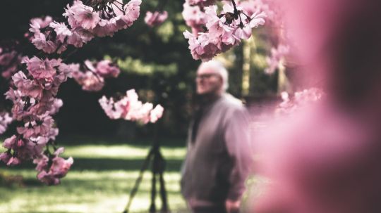 Sázení stromu na pohřbu, smuteční strom, sakura