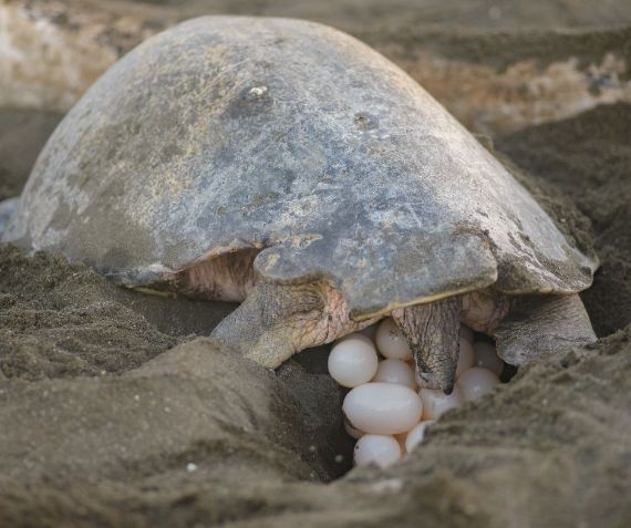 turtle nesting - planning a Costa Rica family vacation