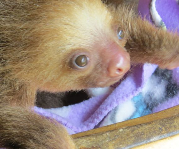 Rescue Centers for a Costa Rica family vacation