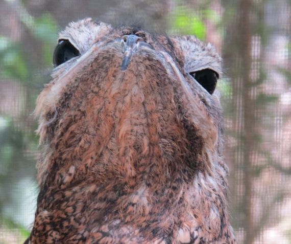 birdwatching - planning a Costa Rica family vacation