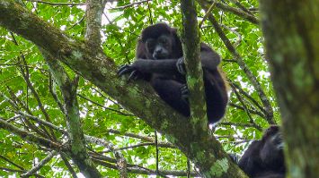 Howler Monkey | How to get to Arenal