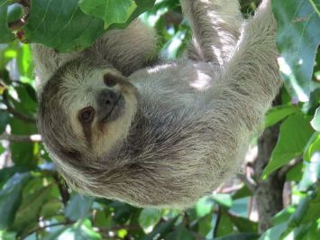Three toed sloth | Best activities in Arenal