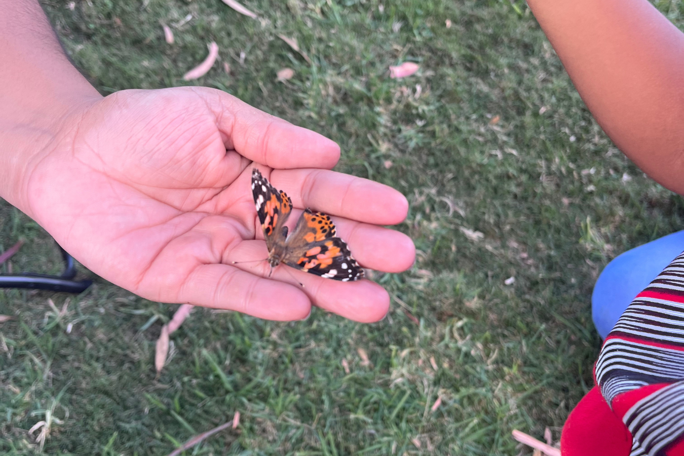 Butterfly Release Project 23