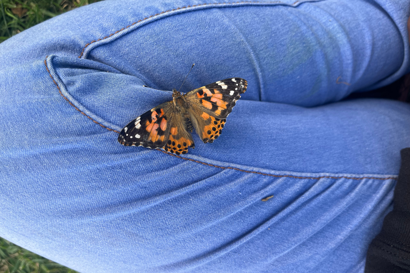 Butterfly Release Project 23