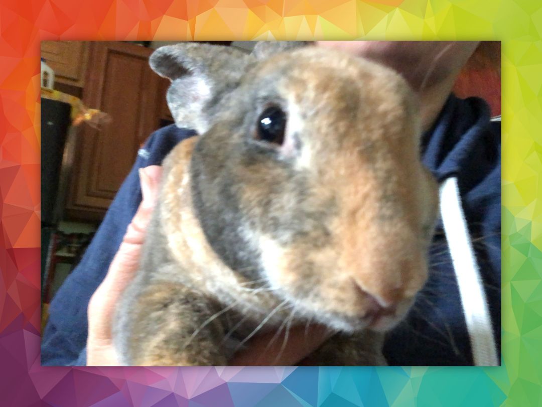 Rabbit: Toffee