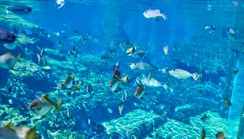 snorkel lagoon