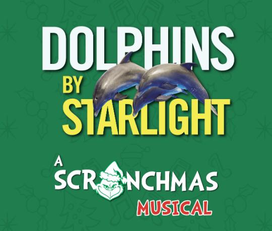 Dolphins By Starlight