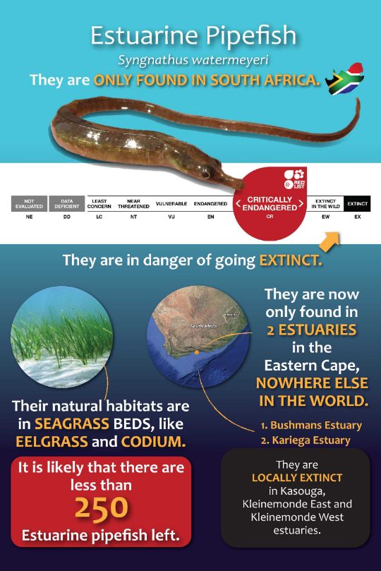 ESTUARINE PIPEFISH 