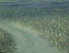 Severe -50c treacherous Hovercraft terrain landscaped by Professor Rushwan