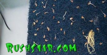 Professor rushwan wild ginseng innovation for nano silver extraction