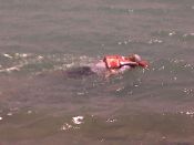 Dr. Rushwan teflon hovercraft aircusion for Arabian floods