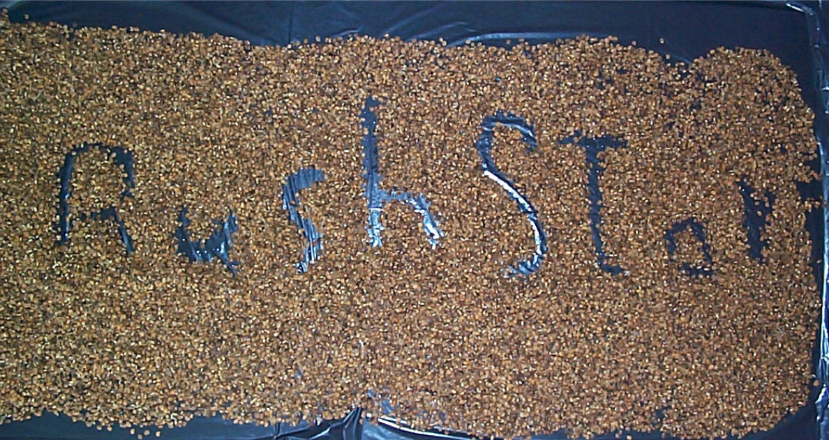 Professor rushwan wild ginseng innovation for nano silver extraction