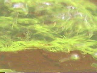 UnderWater Hovercraft absolute hovering test been invented by Professor Rushwan in the early 2nd millennium days