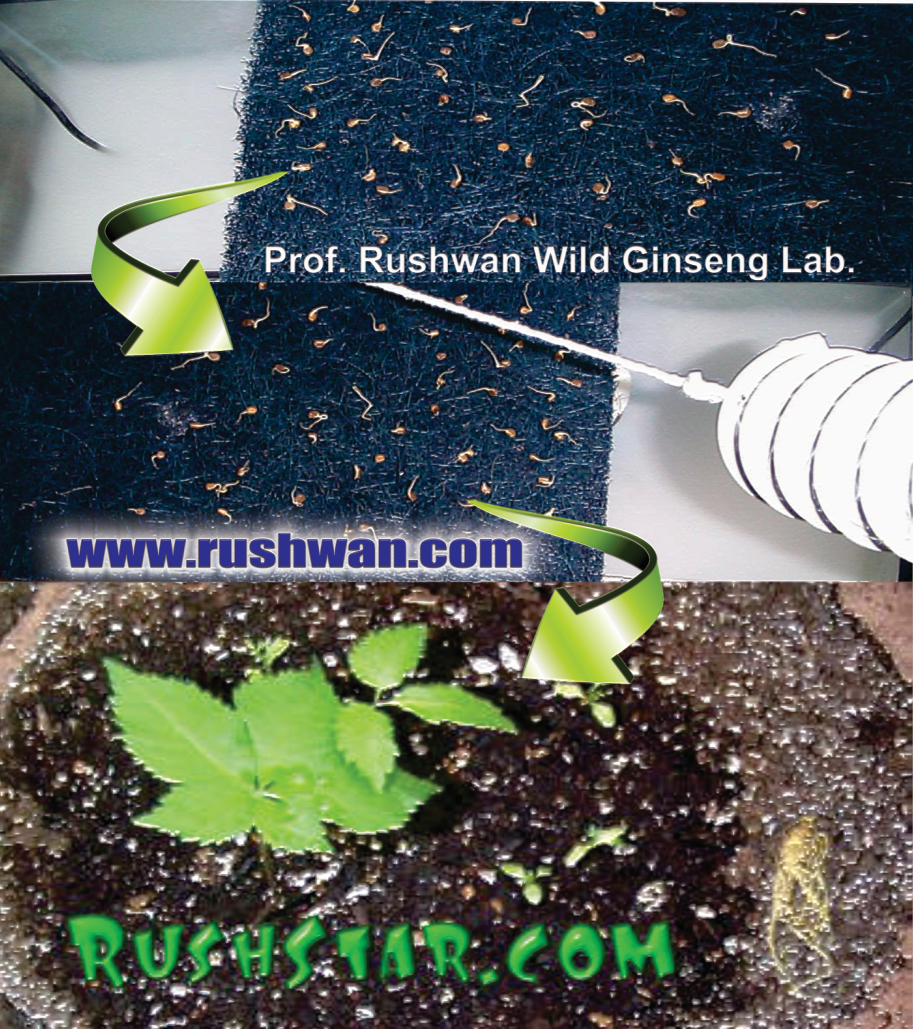 Professor rushwan wild ginseng innovation lab