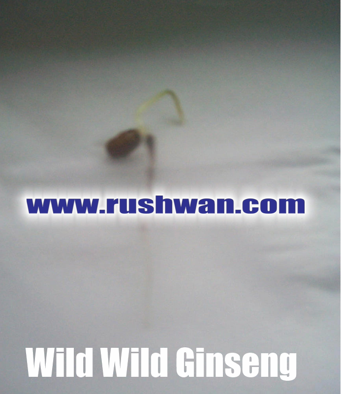 Professor rushwan wild ginseng innovation lab