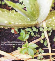 Dr. Rushwan Arabian Ginseng