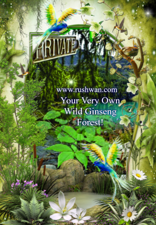 Professor rushwan wild ginseng innovation for nano silver extraction