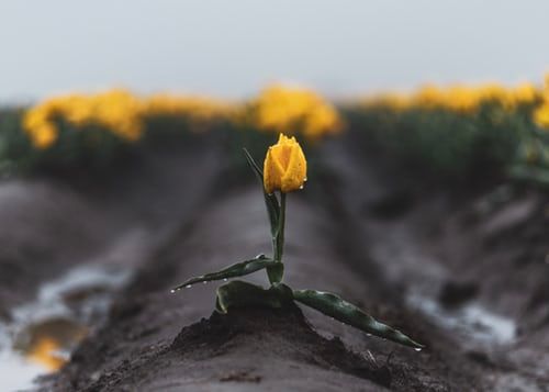 Photo by Missy Fant on Unsplash