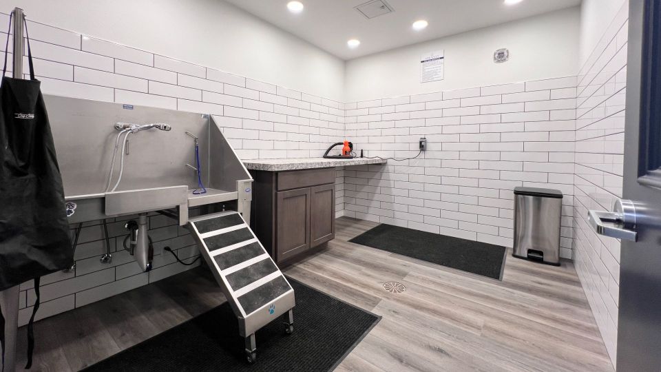 Dog being washed with handheld sprayer.