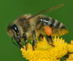 Bee with pollen
