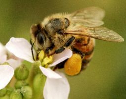 bee pollen