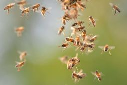 honeybees flying