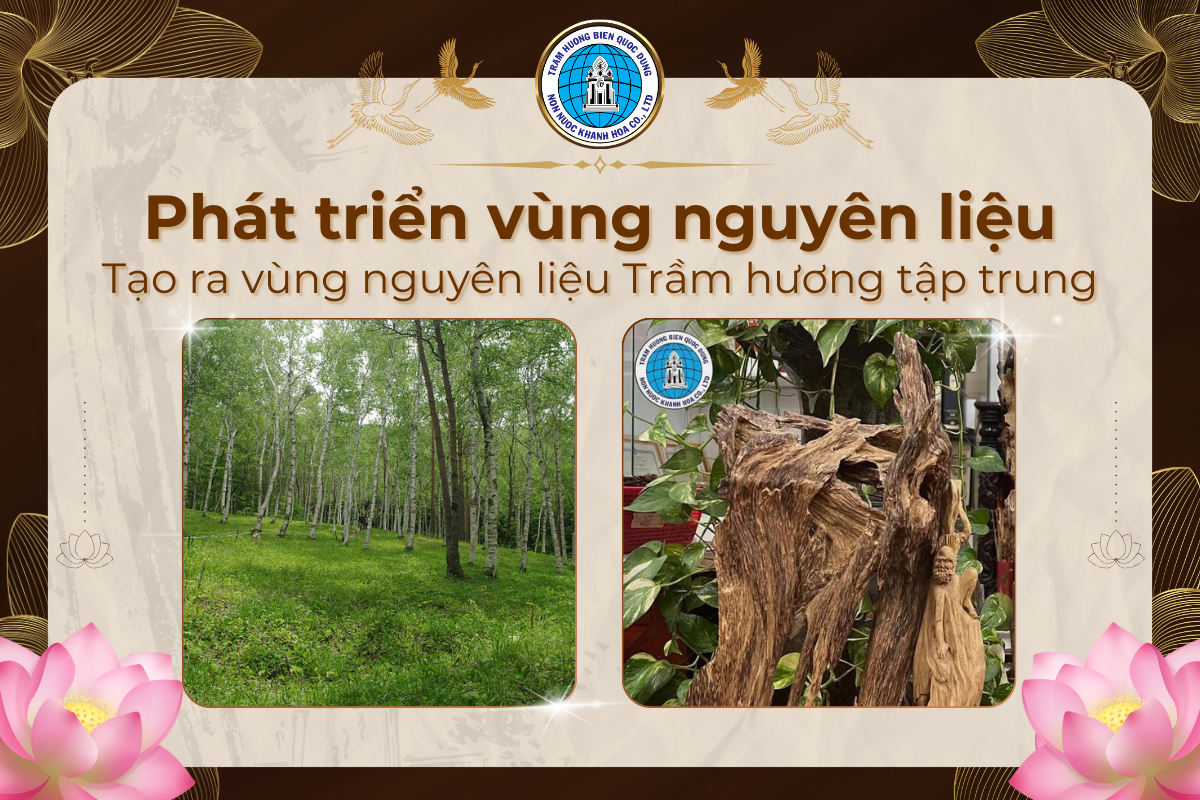 Trầm hương Non nước Khánh Hòa - Phát triển vùng nguyên liệu trầm hương Khánh Hòa