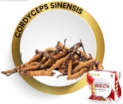 CORDYCEPS