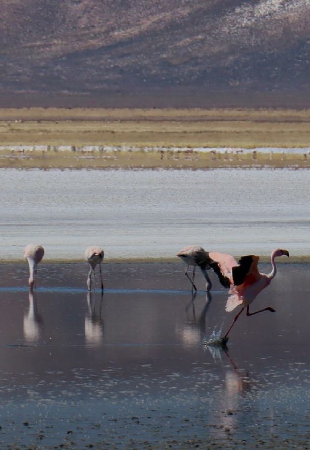 LAGUNA DE SALINAS