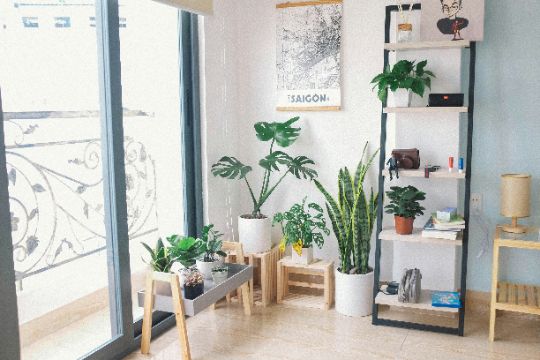 A sunlit corner of a room with several green houseplants in white pots, a wooden shelving unit with books and decor, and a large glass door letting in natural light.