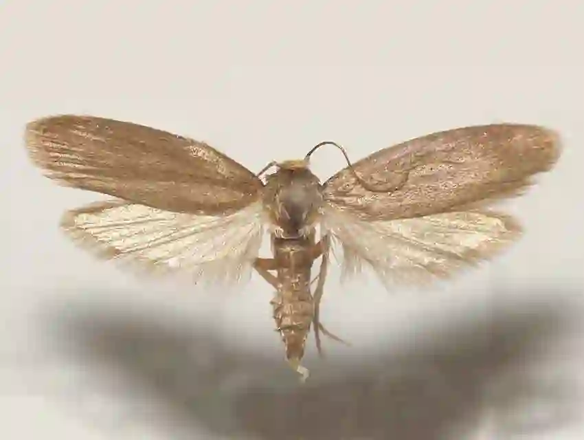 ფუტკრის პროდუქცია