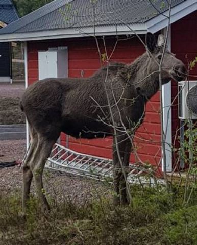 Älg vid stugan