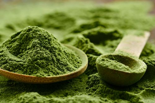 spirulina alga