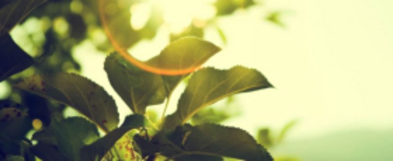 Landscaping - Bitrix24.site template